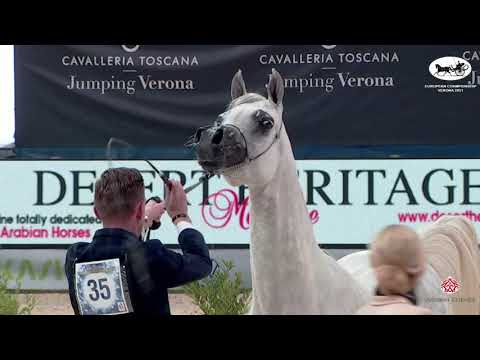 N 35 DA ALIHANDRA   European Championship 2021   VERONA   Mares 4 6 Years Old Class 6
