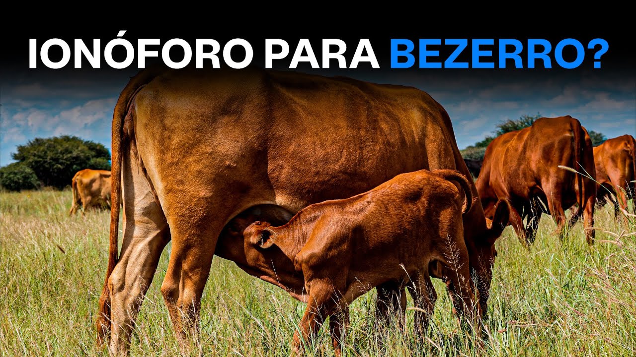 Ionóforo para bezerro funciona?