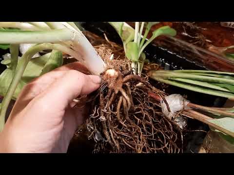 ОБРАБОТКА КОРНЕЙ ХОСТ ПЕРЕД ПОСАДКОЙ.