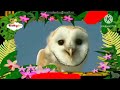 The Amazing World 2006 Owl