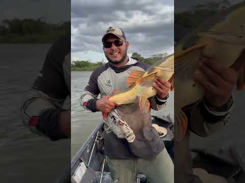 Pirarara em Santa Maria das barreiras 06/2025