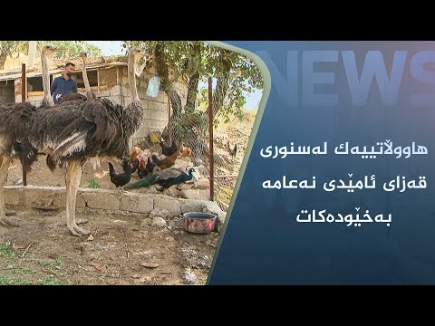 بەڤیدیۆ.. ھاووڵاتییەک لەسنوری قەزای ئامێدی نەعامە بەخێودەکات