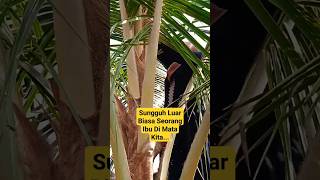 Download lagu Lihat Perjuangan Seorang Ibu..#orangkreatif #ibu #perjuanganseorangibu #shorts #short mp3 Download lagu Lihat Perjuangan Seorang Ibu..#orangkreatif #ibu #perjuanganseorangibu #shorts #short mp3