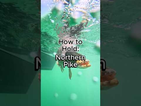 How to Hold Pike 3 Ways #fishing #fishingtips #pike #northernpike #pikefishing