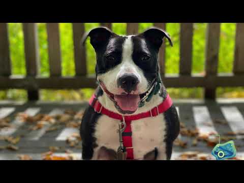 Missy, an adoptable Pit Bull Terrier in Manchester, CT_image-1