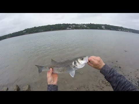 bass on pencil sandeel lure