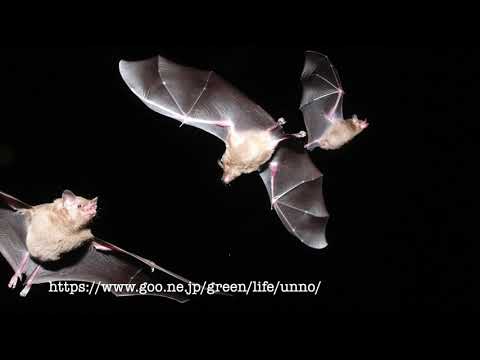 蜜を吸うコウモリ　Pallas's long-tongued bat