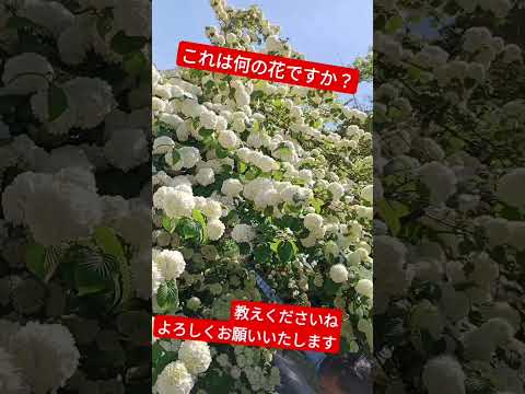 灰が好きな植物は何ですか?完全なガイド  庭園