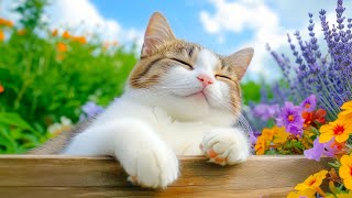 NEW, IMPROVED Deep Relaxing Music for Cats - Heal Your Cat and Combat Anxiety, Cat Sleep Musi