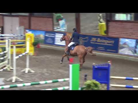 Enrico, hannoveraner gelding, 2011, by Edward