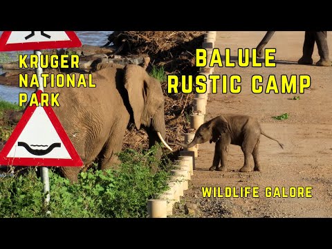 Balule Camp : Incredible Birds & Wildlife Galore