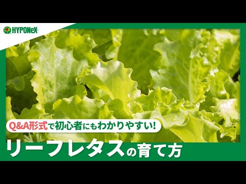 子羊のレタス 植物