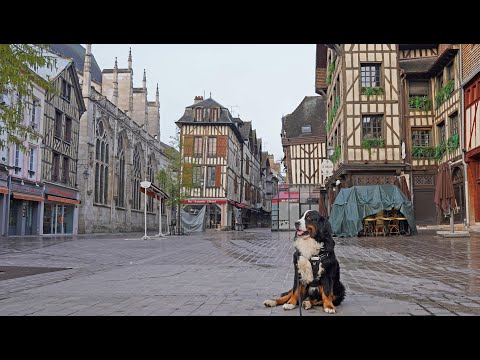Early morning walk in Troyes, France with a Bernese Mountain Dog as a guide