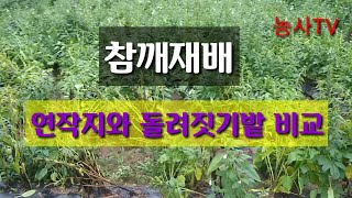 참깨재배-연작지와 돌려짓기한 밭 비교 [농사TV]