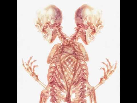 +98 (feat. Furelise)