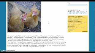 preview picture of video 'Backyard Chicken Selecting Buff Orpington'