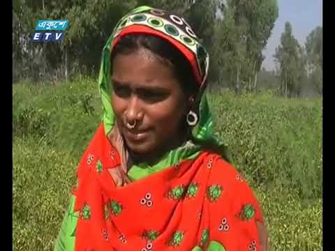 চরাঞ্চলে মরিচের বাম্পার ফলন