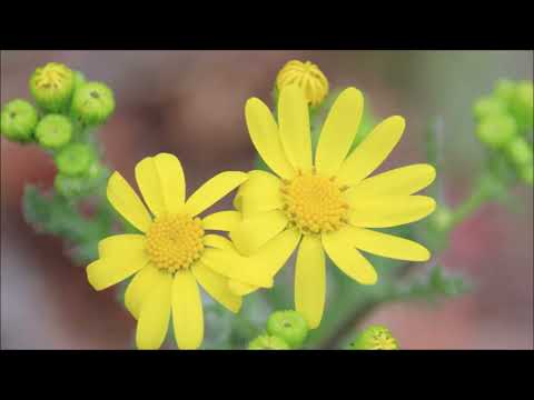 Flowers/Music/Relaxing. Lietuvos gėlės