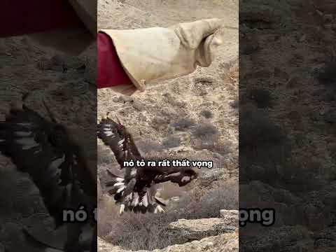 Bài Học Đầu Tiên Của Chú Đại Bàng ❤️