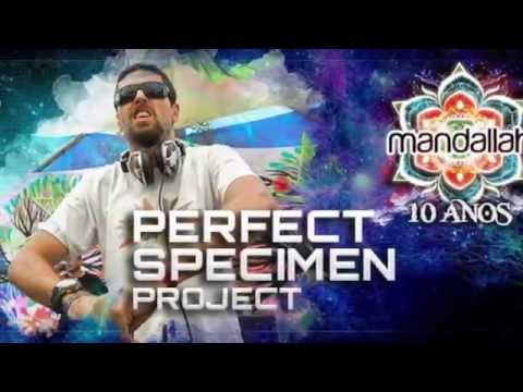 Perfect Specimen Project @ Mandallah 10 Anos   2015
