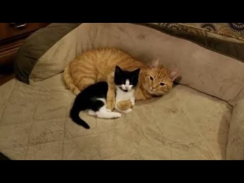 Er rettete das Kätzchen und wollte es anderen Menschen geben, seine Katze entschied sich anders!