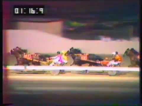 1984 Interdominions - Pacers' 6th Heat, Globe Derby Park, Adelaide: Gammalite