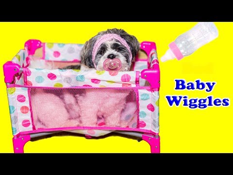 The Assistant has to babysit bad baby dog Wiggles Video