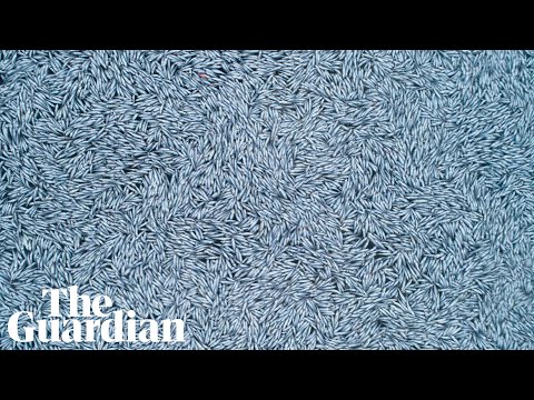 Super trawler sheds 100,000 dead fish off coast of France