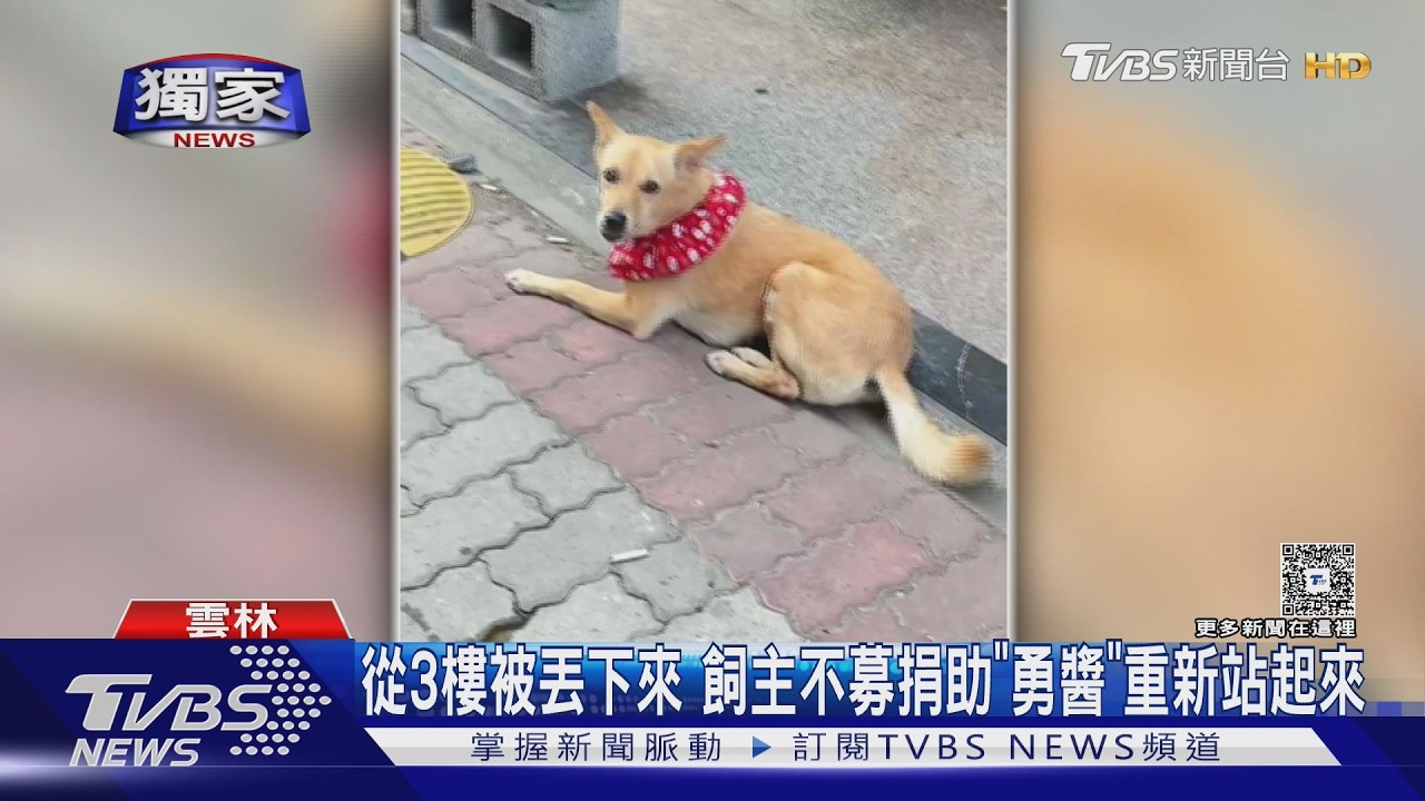 遭惡男3樓拋下重傷!小黃狗「勇醬」遇暖康復 已能自己走路