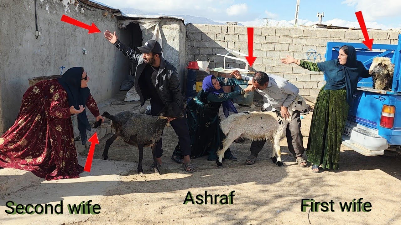 Failure in Theft: Second Wife's Failed Attempts to Steal Sheep