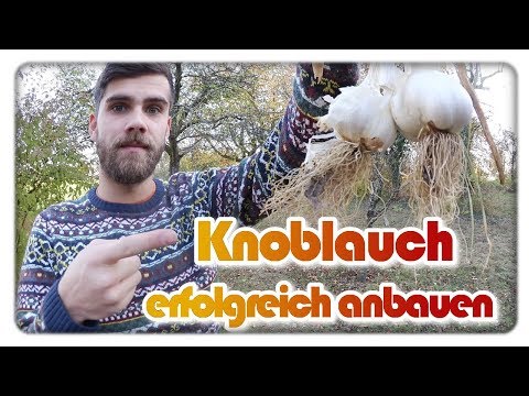 , title : 'Knoblauch im Herbst pflanzen | Knoblauch anbauen #2'