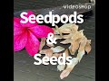 Plumeria/Frangipani Seeds and Seedpods