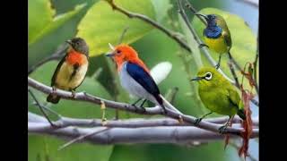 Download lagu Suara pikat kemade ribut vs sogon vs pleci AMPUHHH mp3