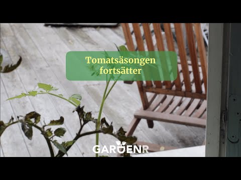 Tomatsäsongen fortsätter - Trädgårdshacks med GardenR