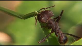 El Mundo Pequeño Guaraní subtitulado
