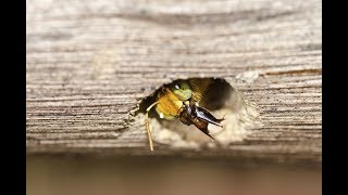 How to Get Rid of Carpenter Bees