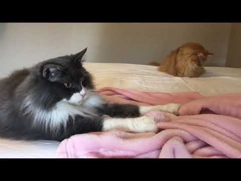 Maine Coon Fun with a blanket!