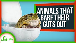 3 Reasons Animals Puke Their Guts Out (Literally)