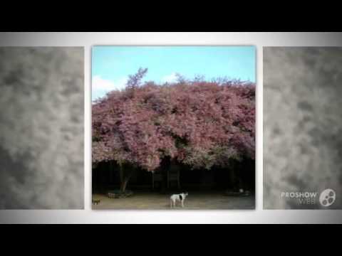 Congea - garden plants