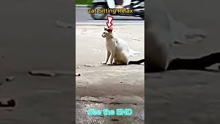 Peregrine Falcon Snatches Cat in Terrifying Attack Caught on Camera!