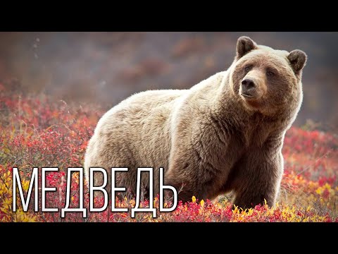 Медведь: Косолапый хозяин Земли | Интересные факты про медведей