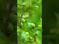 4k Animal Fullscreen WhatsApp Status Nature WhatsApp Status Nature Videos 30 Seconds