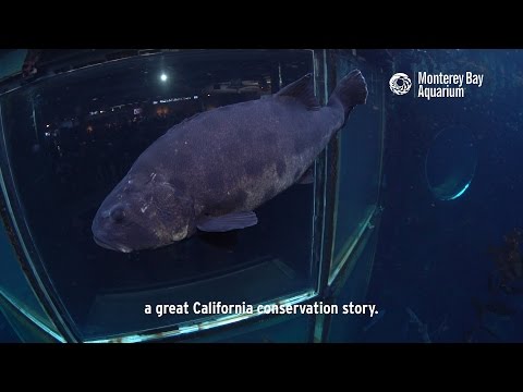download lagu mp3 mp4 Giant Sea Bass, download lagu Giant Sea Bass gratis, unduh video klip Giant Sea Bass