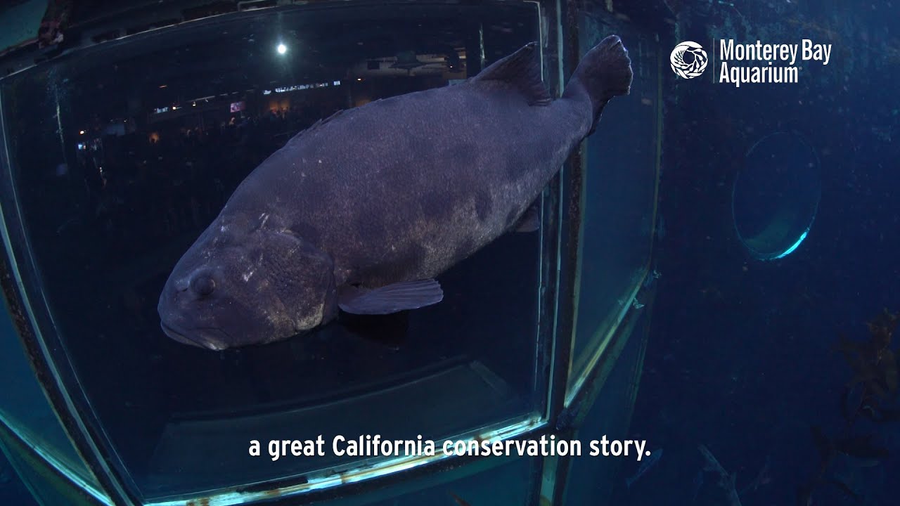 Giant sea bass Animals Monterey Bay Aquarium