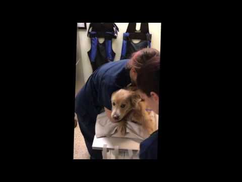 2016  VCA Mannequin Challenge