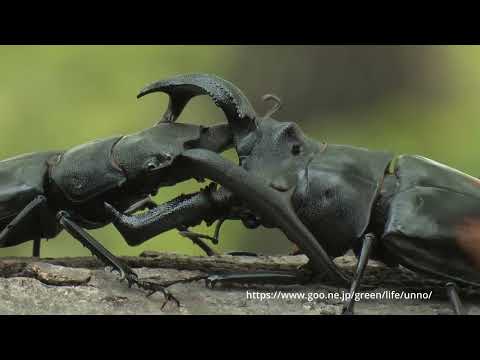 スマトラ最強のクワガタは何か