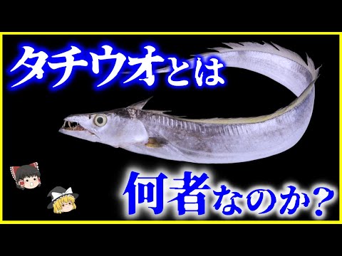 パンガシアノドン ギガス
