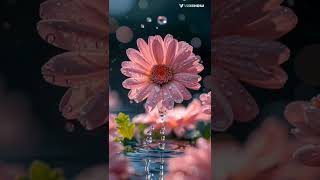 Download lagu le chal mujukho payare mp3 Download lagu le chal mujukho payare mp3