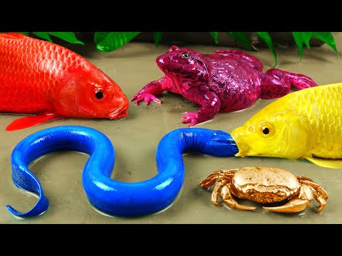 Stop Motion ASMR | Bad-mouthed Carp Mud Survival Primitive Cooking Experiment Amazing Fishing Funy