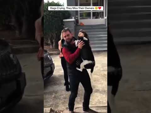 Dog Cries Like a Baby After Seeing Owner Again 😭❤️ | Pure Loyalty Caught on Camera